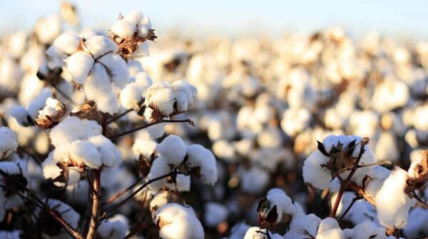 cotton