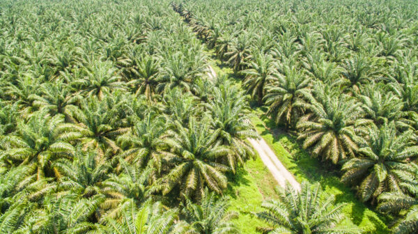 aerial view of palm oil plantation