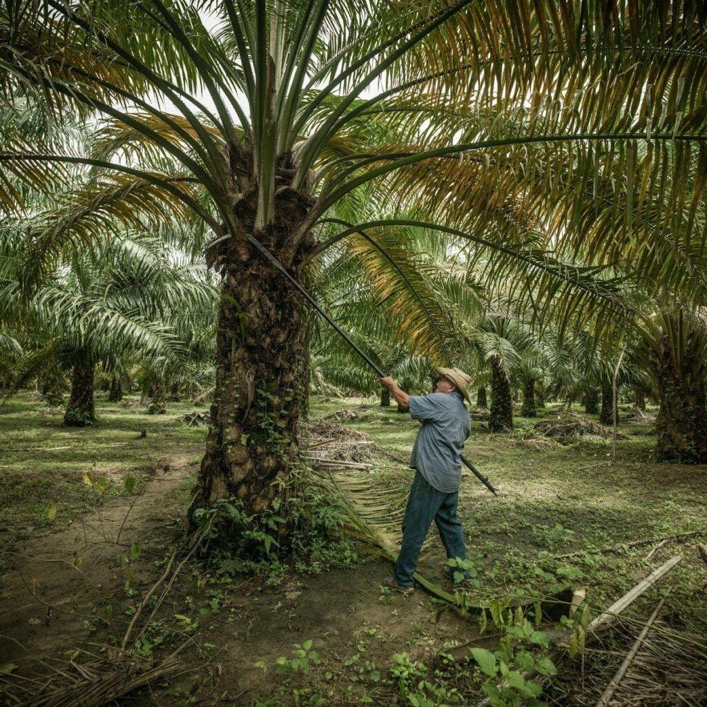 From Field-Work to Satellites: Monitoring Sustainable Palm Oil Cultivation in Guatemala