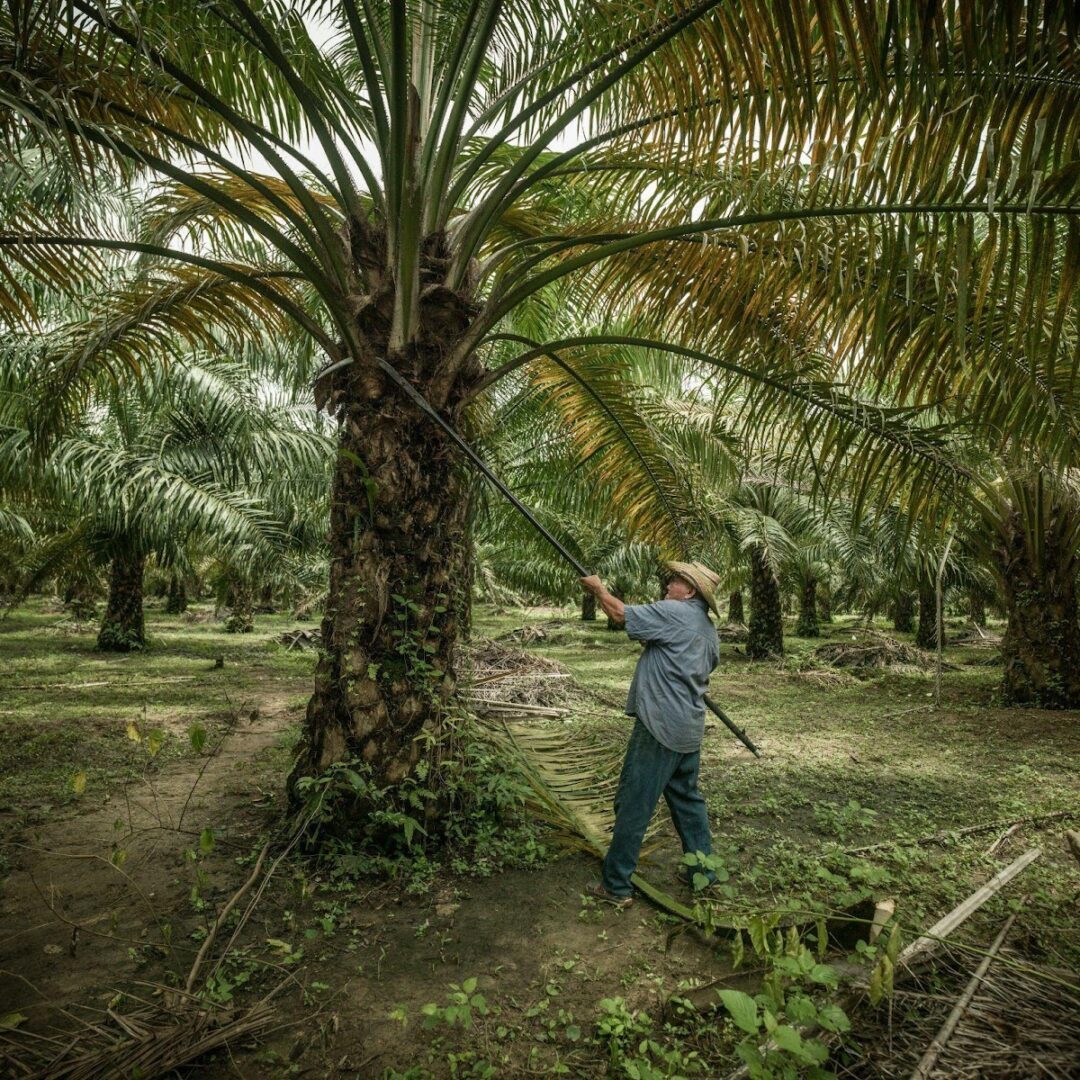 Palm-Oil-Colombia-SAM-Tall-Tree