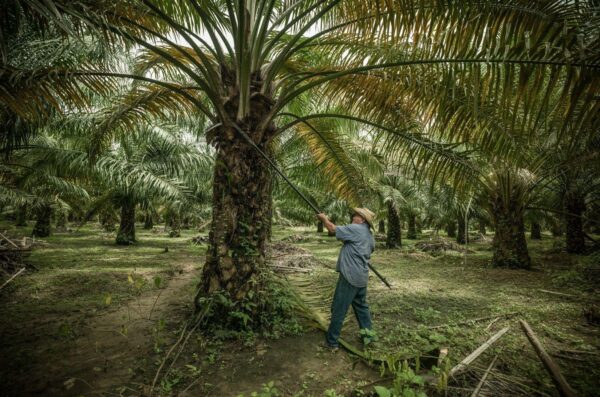 Palm-Oil-Colombia-SAM-Tall-Tree