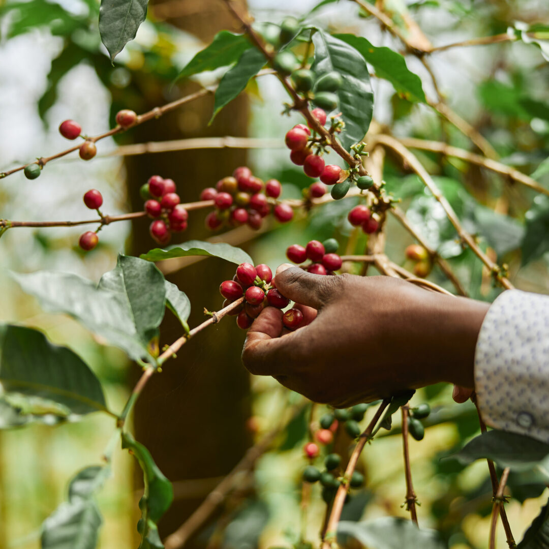 African worker is gathering coffee beans on plantation in bushy wood