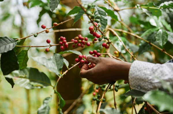 African worker is gathering coffee beans on plantation in bushy wood