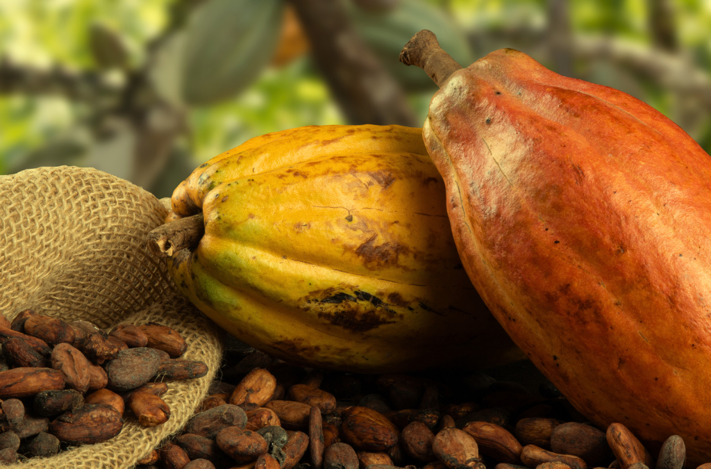 Track deforestation-free cocoa with Satelligence & Touton