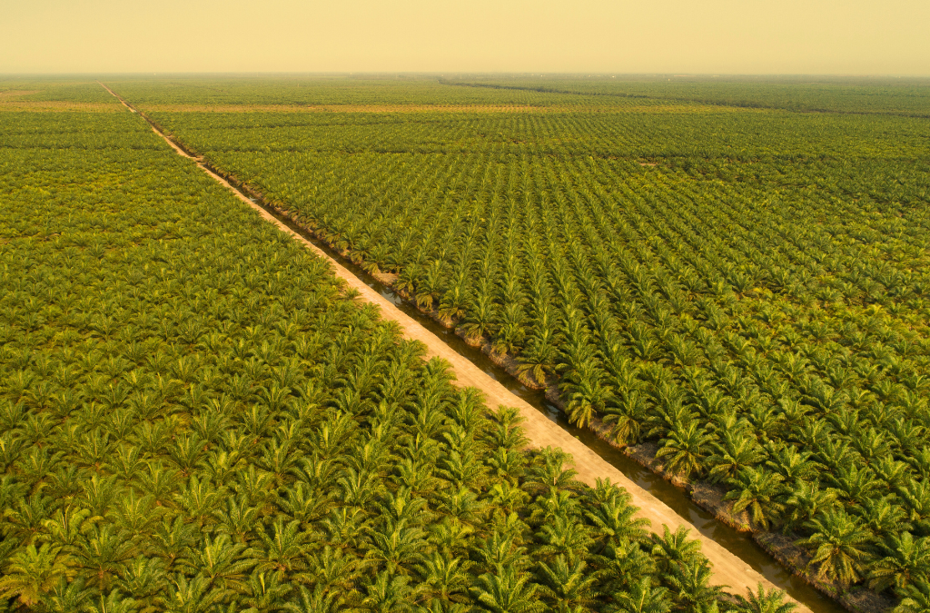 Neste Case Study: EUDR-Ready Palm Traceability Tools
