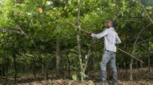 Satelligence-and-Blommer-partner-to-fight-deforestation-in-cocoa-areas