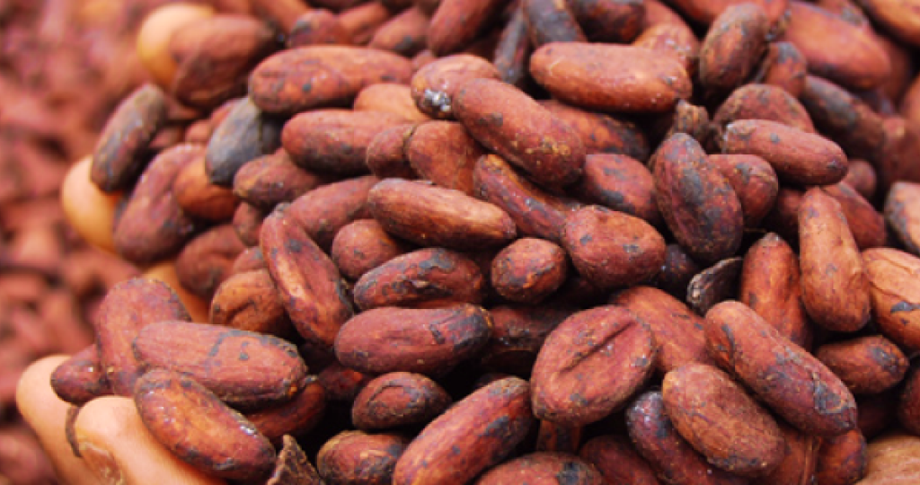 Blommer Case Study: Deforestation-Free Cocoa Supply Chains