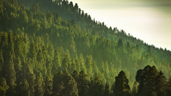 Trees and mist in the green forest of Stanislaus National Forest from Yosemite National Park