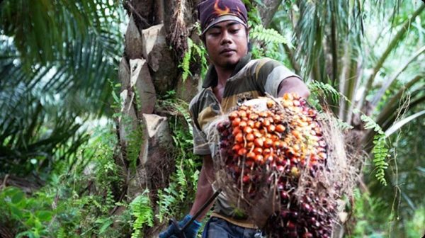 aak-responsible-resourcing-of-palm-16x9-2