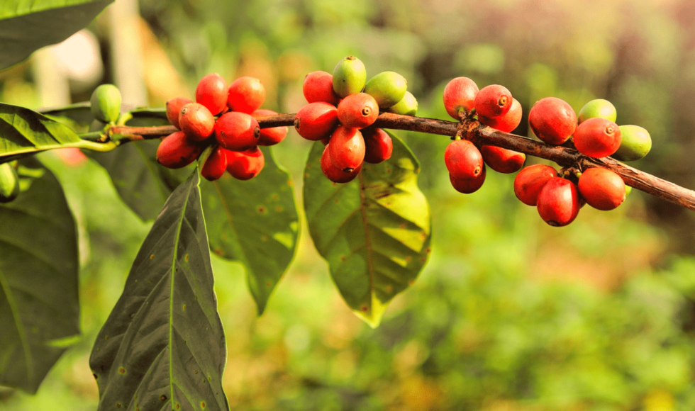 Image of ripe coffee cherries still on the tree branch, ready for harvest, representing the freshness of coffee straight from the source.