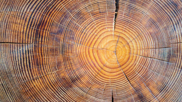 Close up view of wood core. Sawn mature tree section with cracks and rings that tell it's age. Natural organic texture with cracked and rough surface.