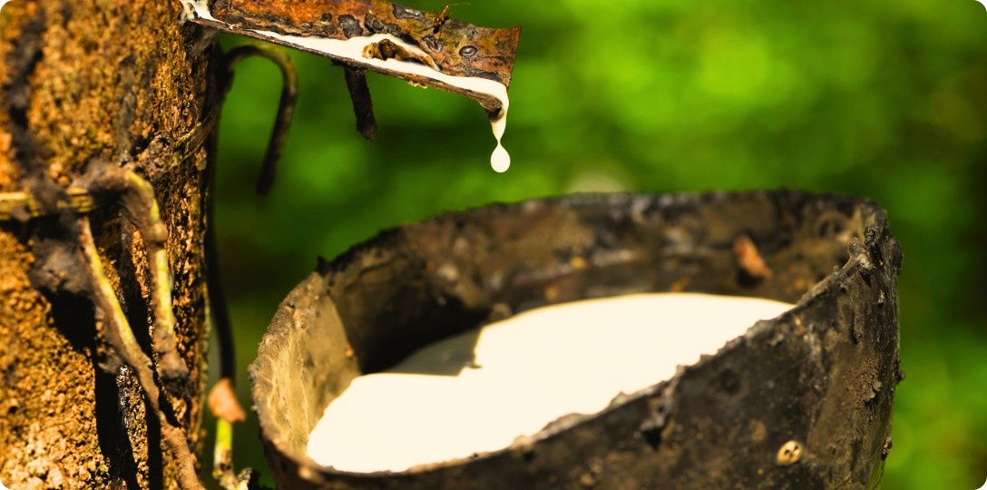 Visual of latex being tapped from a rubber tree, showcasing sustainable practices in natural rubber harvesting amidst a backdrop of greenery.