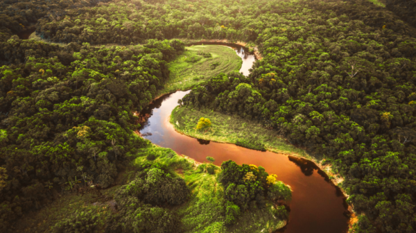 River flowing through forest, representing climate-positive supply chain decarbonisation challenges and solutions.