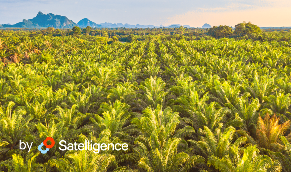 Palm oil plantations