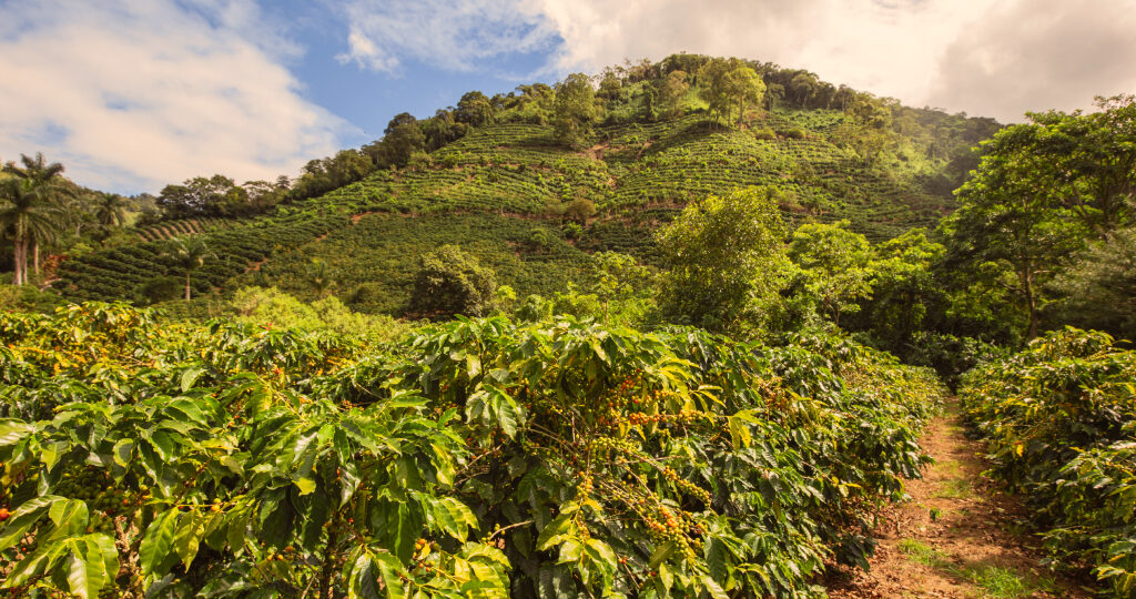 Coffee Plantation 1