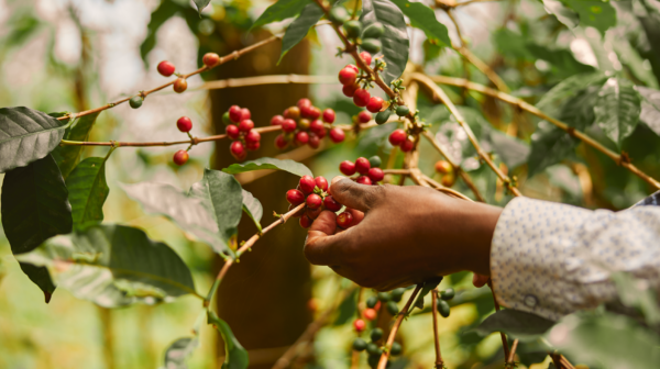Sustainable Coffee farming