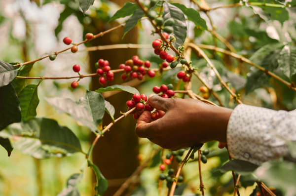 Sustainable Coffee farming