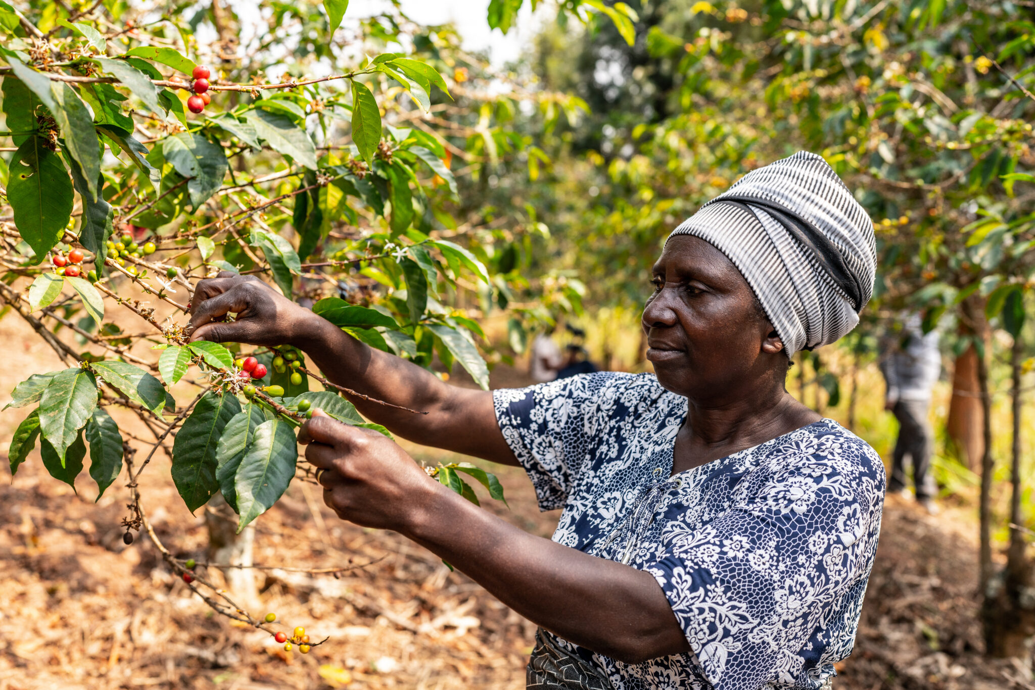 Rwanda coffee farmer