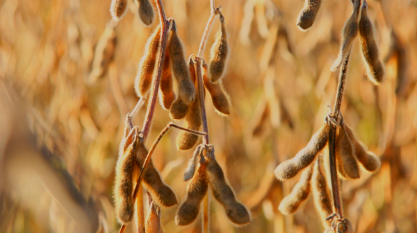 Soy farm Brazil