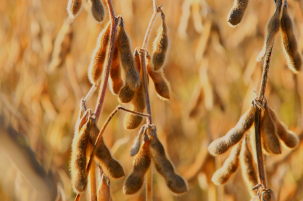 Soy farm Brazil