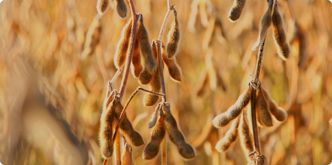 Soy farm Brazil