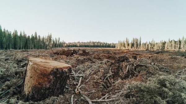 237043_deforestation_482577