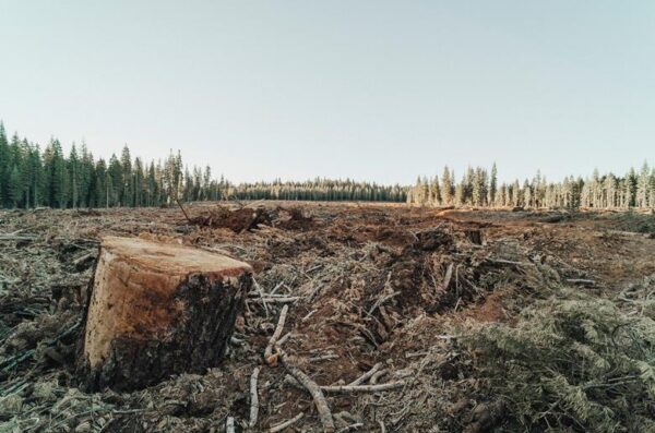 237043_deforestation_482577