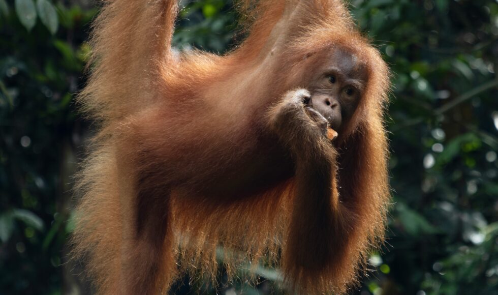 Bornean Orangutans rely on protected habitats