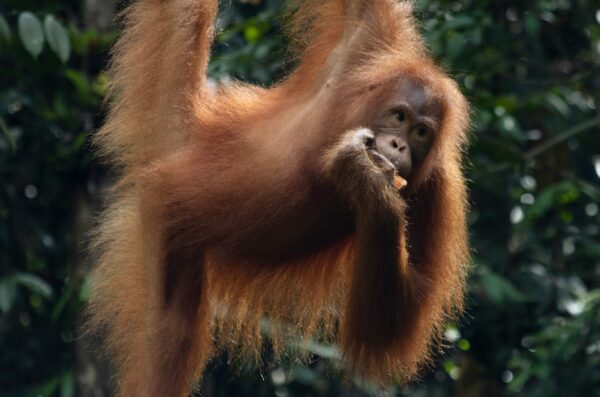 Bornean Orangutans rely on protected habitats