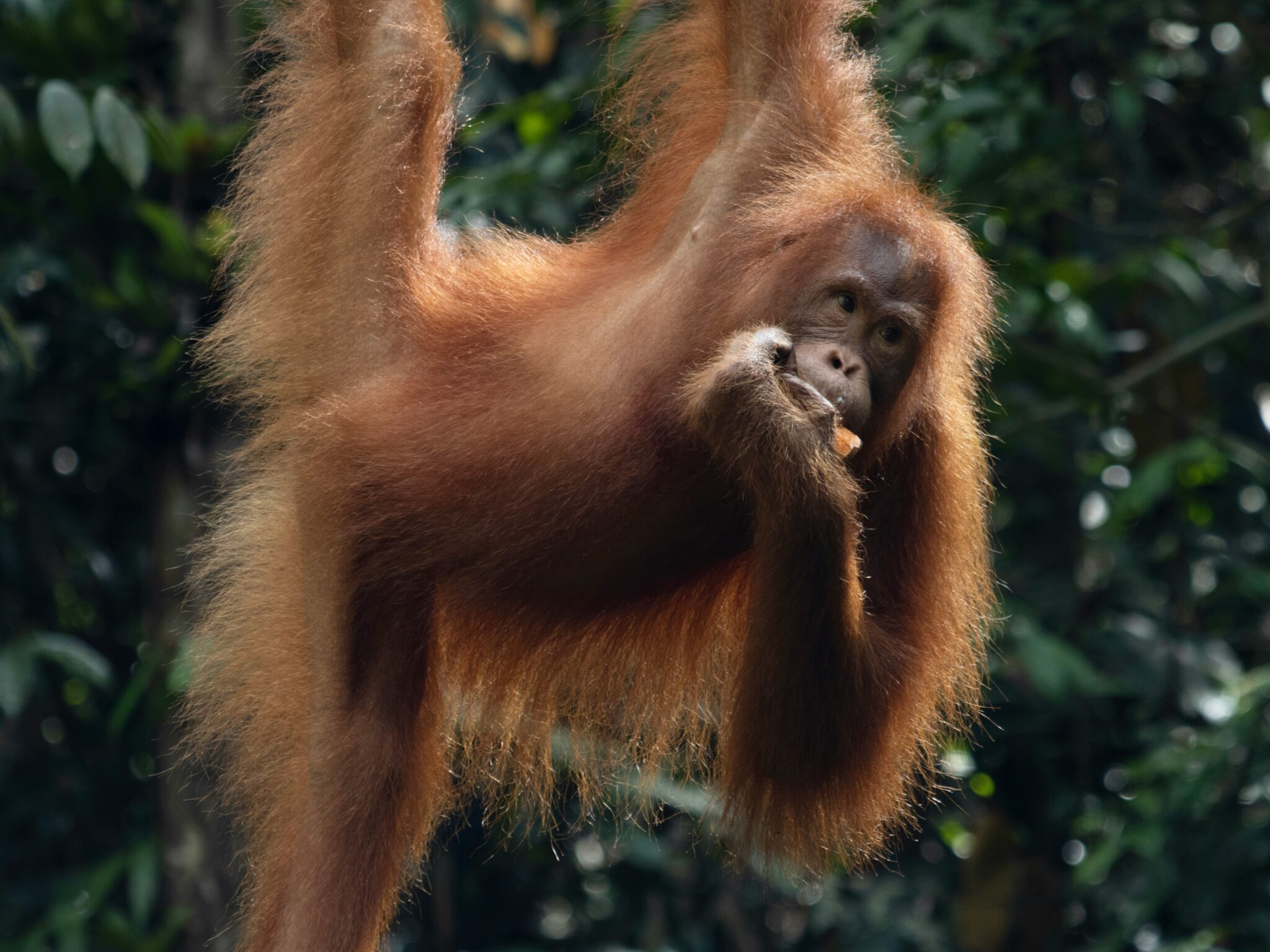 Bornean Orangutans rely on protected habitats
