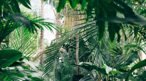 jungle forest outlook