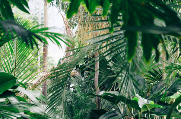 jungle forest outlook