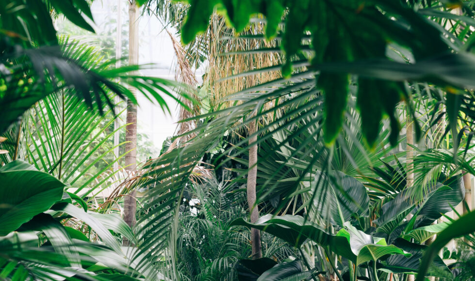jungle forest outlook