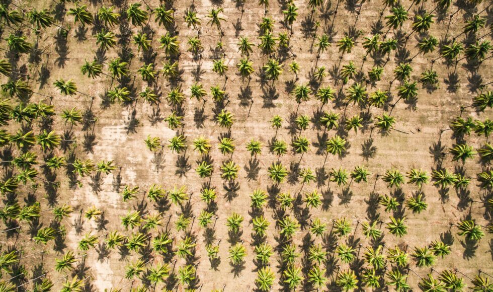 Palm oil plantation deforestation and conversion