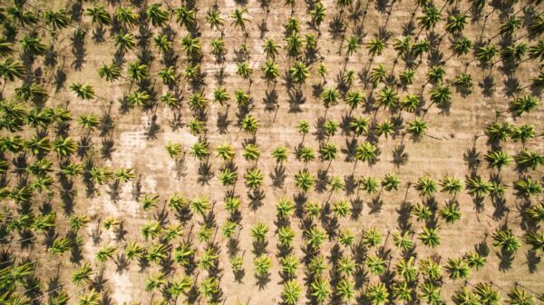 Palm oil plantation deforestation and conversion