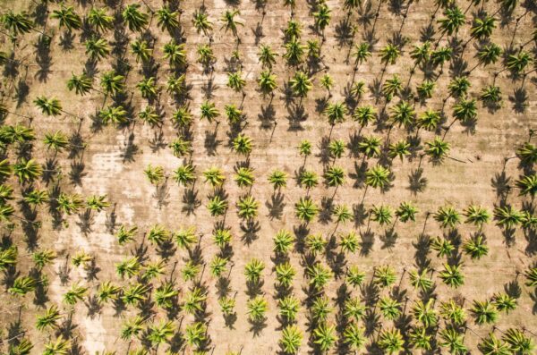 Palm oil plantation deforestation and conversion