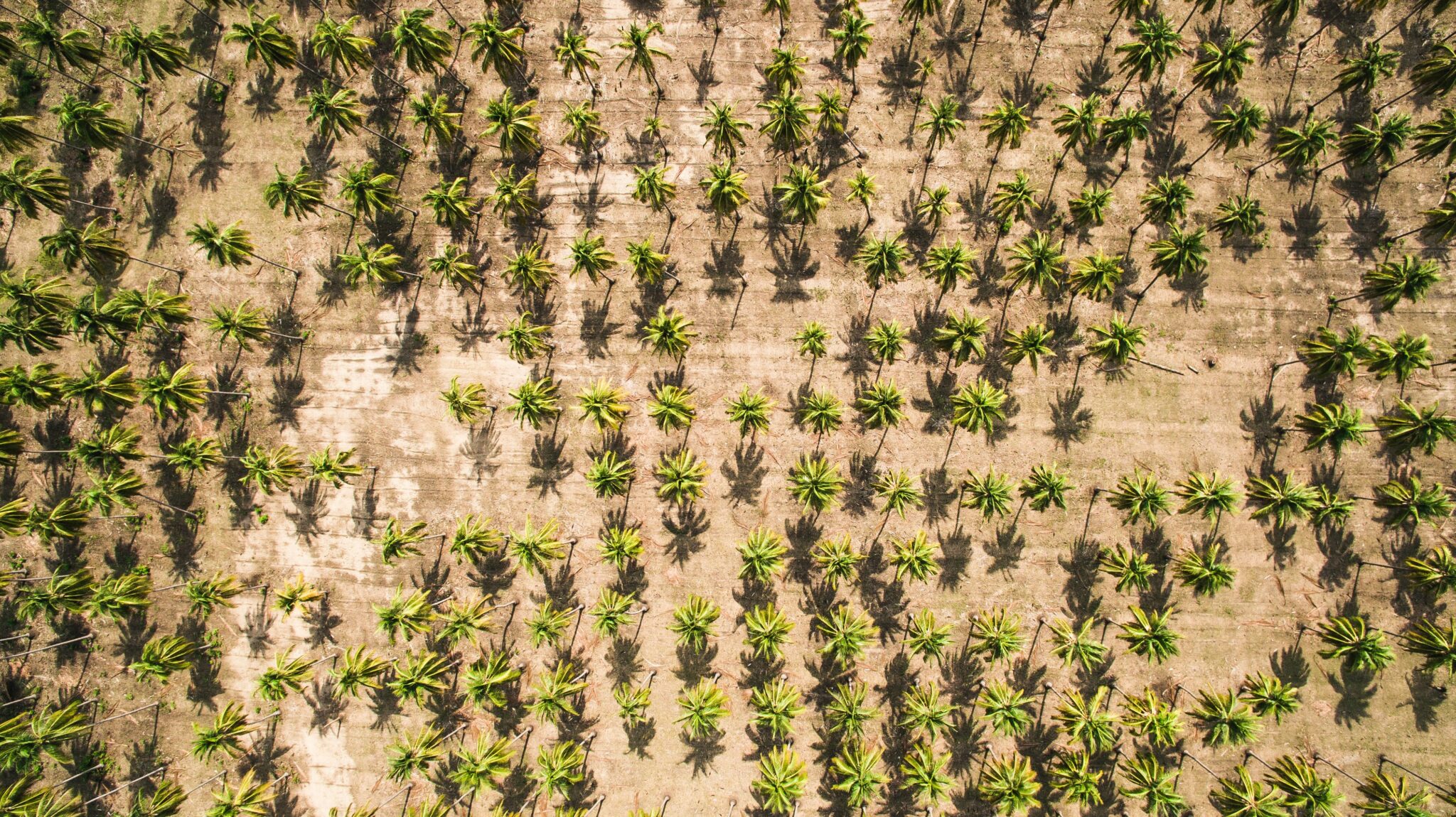 Palm oil plantation deforestation and conversion